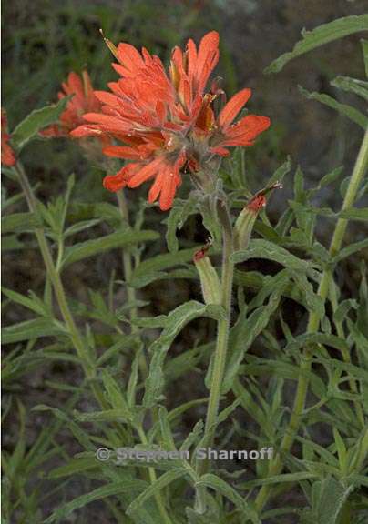 castilleja applegatei ssp pinetorum 5 graphic